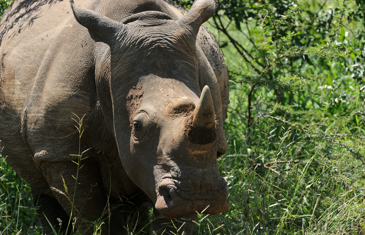 Ceratotherium simum simum [360 mm, 1/640 Sek. bei f / 10, ISO 1600]